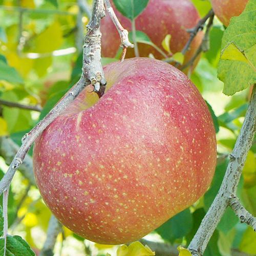 りんご・梨の選果です！季節従業員（短期アルバイト）募集！12月中旬頃までのお仕事です！