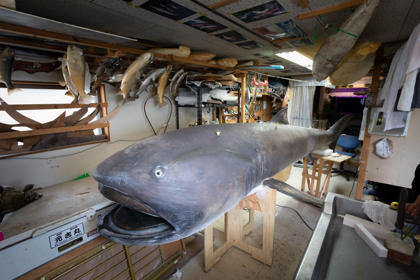 オイカワの剥製　美品　珍作 1000万円の剥製が盗難されました【1000万円の剥製作り #3】 - YouTube